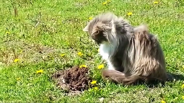 Katze sieht einen Maulwurf aus dem Boden kommen, wie sie reagiert ist einfach nur witzig ... Kann. nicht. aufhören. zu.