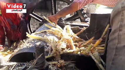 شاهد مراحل صناعة العسل الاسود من قصب السكر