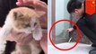 Kucing kecil diselamatkan dari dinding kaca gedung - Tomonews