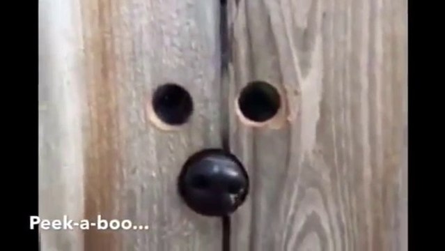 Son chien est tellement curieux que son maitre lui a fabriqué un Juda pour voir au travers de la cloture