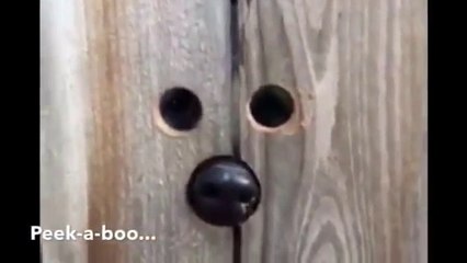 Son chien est tellement curieux que son maitre lui a fabriqué un Juda pour voir au travers de la cloture