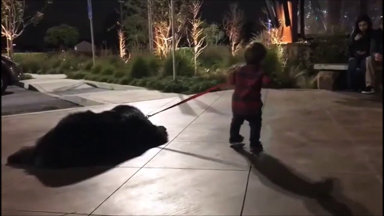 Ce chien n'a pas trop envie de se promener... Ahaha