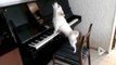 Un chien pianiste dépressif!