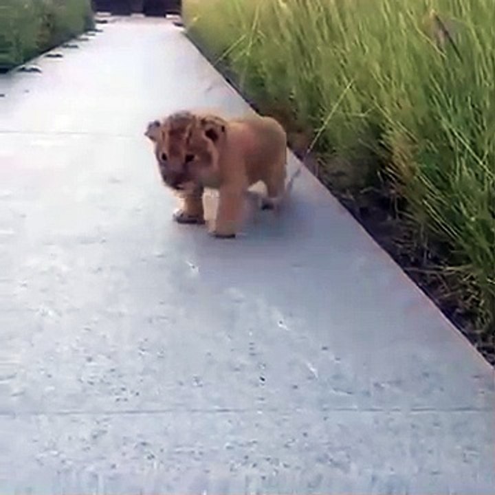 Un pequeño cachorro de león sale de entre el pasto y trata de rugir, pero lo que sale en su lugar es demasiado tierno.