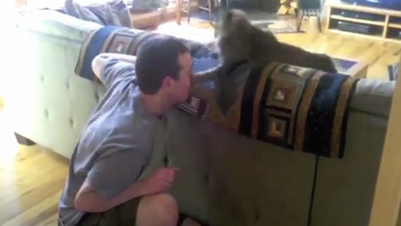 Un chat fourbe attaque son maître