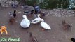 Real Duck Chickens Gfdfdoose Pigeon Swan in farm animals - Farm Animals video for kids