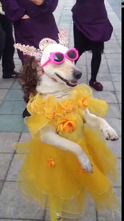 STYLISH DOG