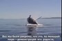 Они спасли погибающего кита. То, что он сделал в ответ, людям не забыть до конца