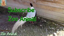 TURKEY in farm m animal video for kids - Animais TV