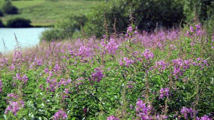 Tourbières > 3. Rôles de la Réserve naturelle nationale des Sagnes de La Godivelle