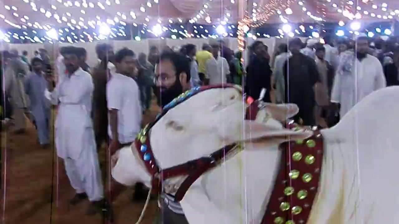 Beautiful white cow sold in 9 Lac in 2016