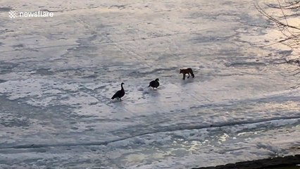 Standoff between geese and foxes on frozen river