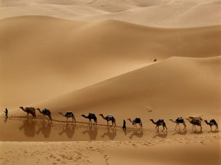 Desert safari deals by Dream Night Tourismtravel