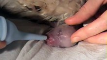 Amazing Maltese Puppies Birth Part 1!!