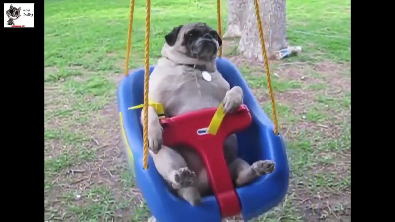 BEST FUNNY DOGS COMPILATION 2017 - 30 Minutes of Best Dog and Puppy Fails!