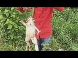 Wow! Amazing Child Catch a Big Frog - How to Fishing Frog - Net Fishing at Siem Reap Cambodia