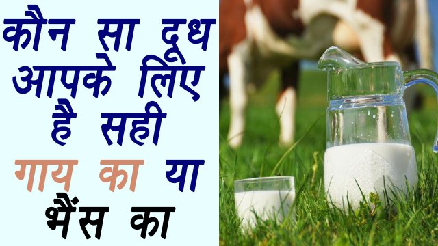 Cow milk or Buffalo milk, which is better | गाय या भैंस का, कौन सा दूध आपके लिए है सही | Boldsky