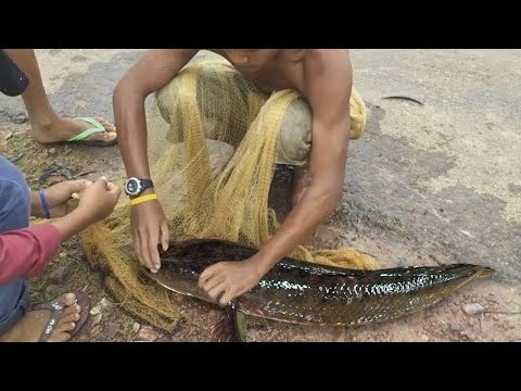 Amazing Net Fishing - How to fishing at Preah Dak Village Siem Reap Cambodia
