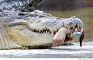 Crocodilos Vs Humanos - Arriscando A Vida, Ou Não