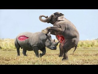 Elephant vs Crocodile vs Buffalo vs Hyena Attack Fight Caught on Camera