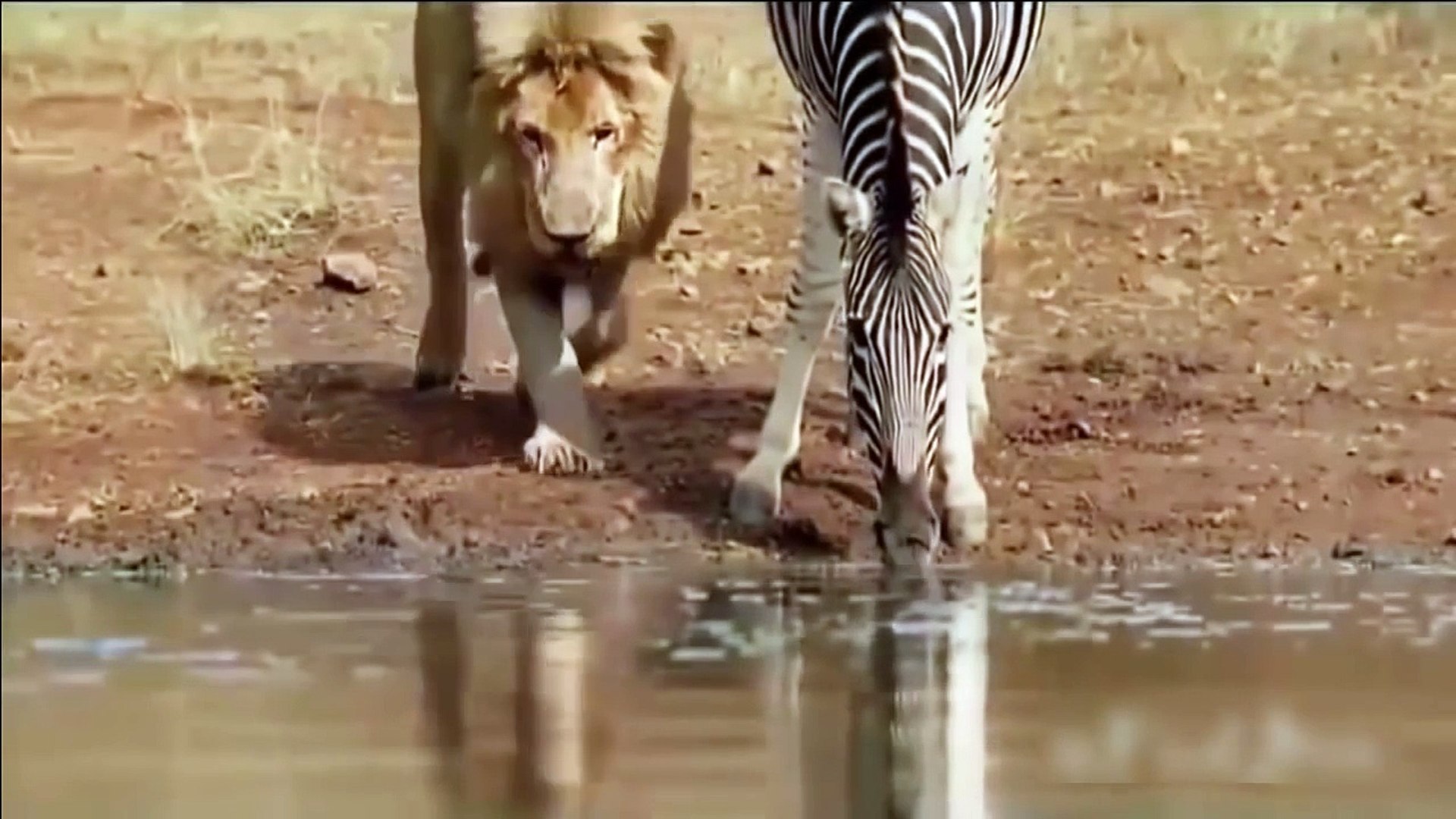 ⁣Lion And Zebra Drinking Water Together - Amazing Wild Animal Video