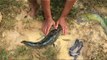 Catch fish on rice field - Net Fishing In Siem Reap Province - Khmer Cast Net Fishing