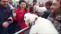 'En Güzel Kuzu' Yarışması Renkli Görüntülere Sahne Oldu
