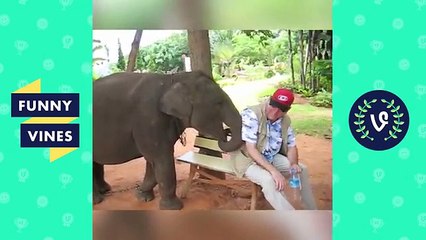 TRY NOT to LAUGH or GRIN - Funny Animals Vines Compilation - YouTube