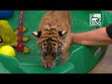 Cincinnati Zoo's Tiger Cubs Learn to Love Water