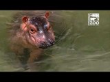 Cincinnati Zoo's Preemie Hippo Taking Steps for Outdoor Adventures