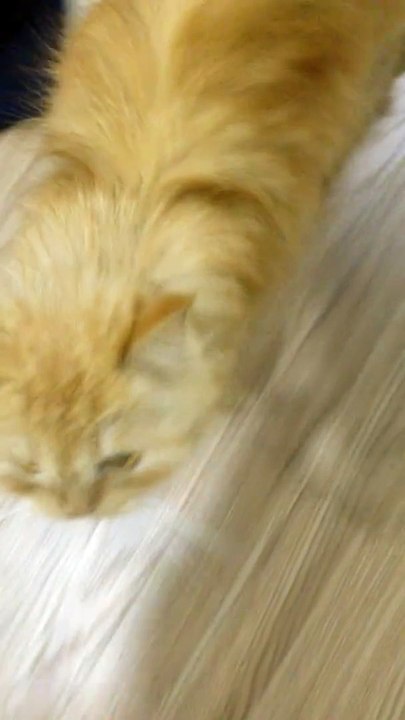 Animal funny video 2016 -Part01