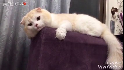 FUNNY ANIMAL VIDEO - Part29