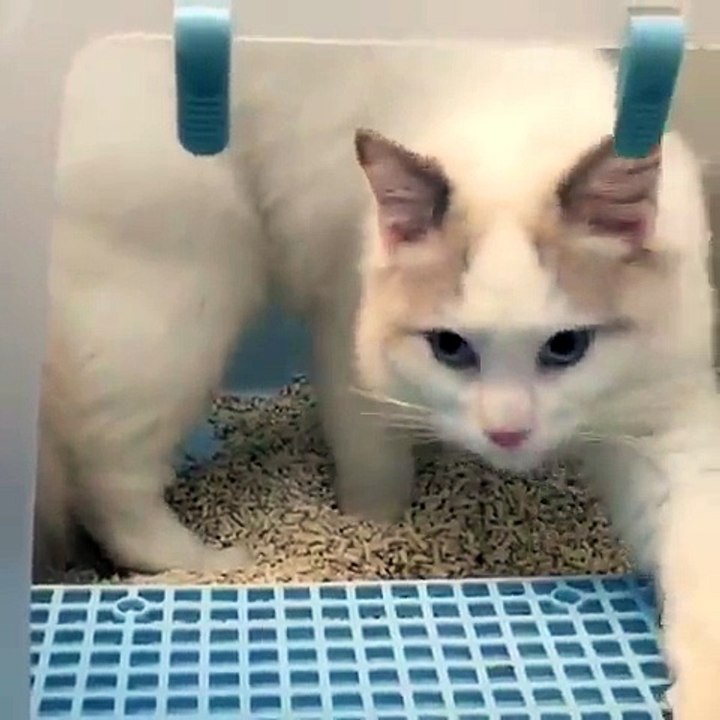 FUNNY ANIMAL VIDEO - Part31
