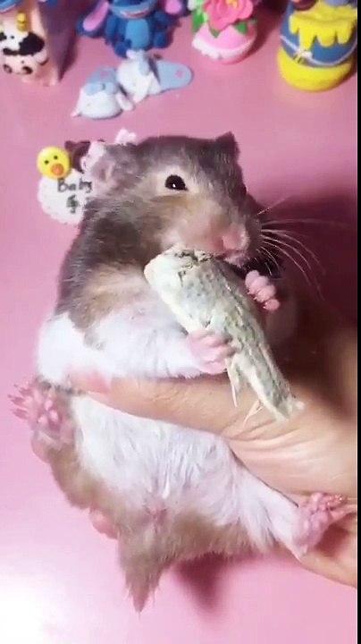 FUNNY ANIMAL VIDEO - Part16