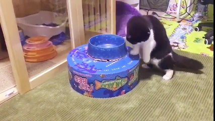 FUNNY ANIMAL VIDEO - Part34