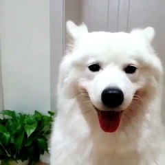 FUNNY ANIMAL VIDEO - Part23