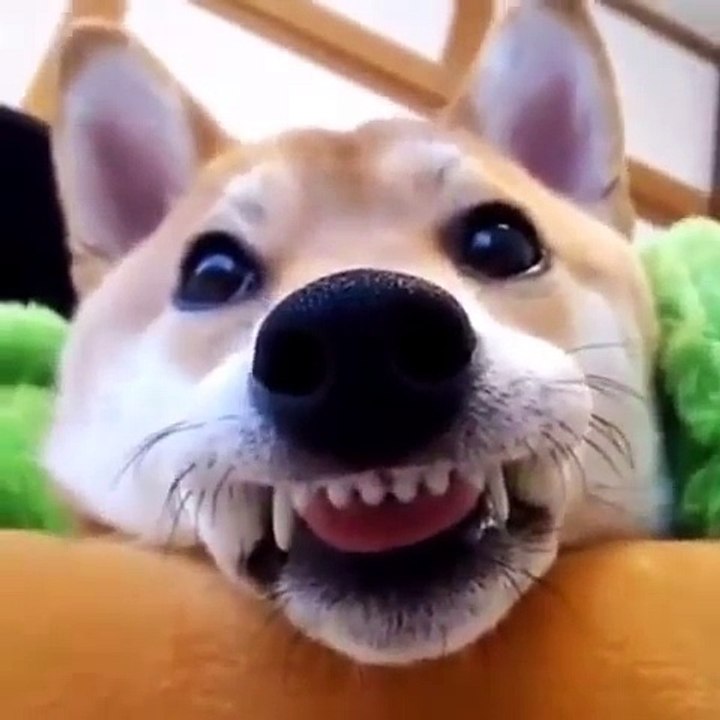 FUNNY ANIMAL VIDEO - Part36