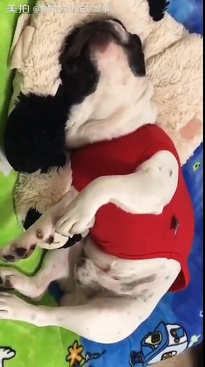 FUNNY ANIMAL VIDEO - Part39