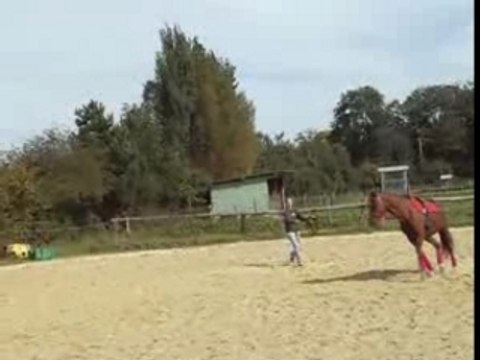 Echauffement trot, transitions