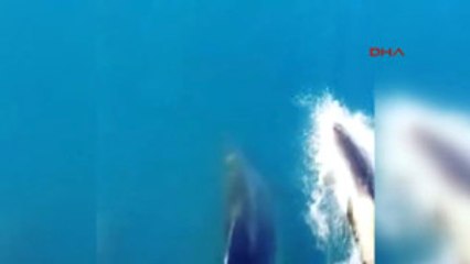 Antalya'da Yunuslar Tekneyle Yarışırken Görüntülendi