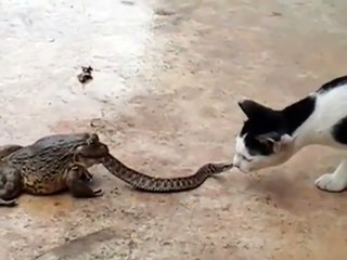 Un serpent pris au piège par une grenouille se bat contre un chat