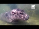 Hippo Born Premature at Cincinnati Zoo Swims in Adult Pool, Reaching 'Important Milestone'