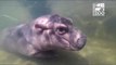 Hippo Born Premature at Cincinnati Zoo Swims in Adult Pool, Reaching 'Important Milestone'