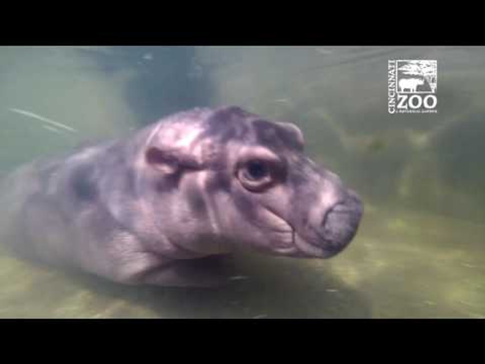 Hippo Born Premature at Cincinnati Zoo Swims in...