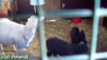 Sheep and lambs happy in his house on farm -ads Farm animals video for Kids