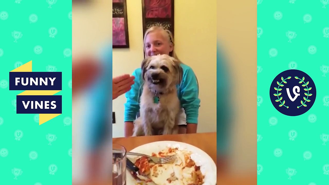 Try Not To Laugh or Grin While Watching - Funny Vines Animals Compilation 2017