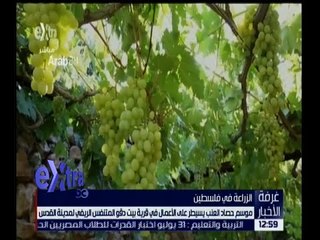 غرفة الأخبار | موسم حصاد العنب يسيطر على الأعمال في قرية بيت دقو المتنفس الريفي  بالقدس