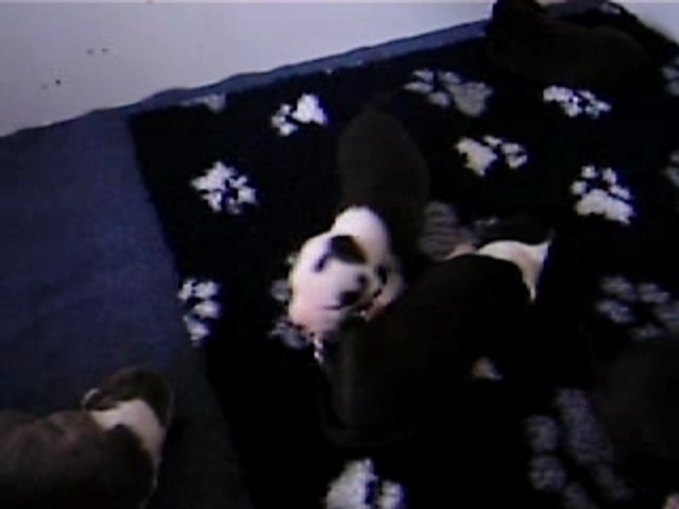 Jeux de chiots à 17 jours