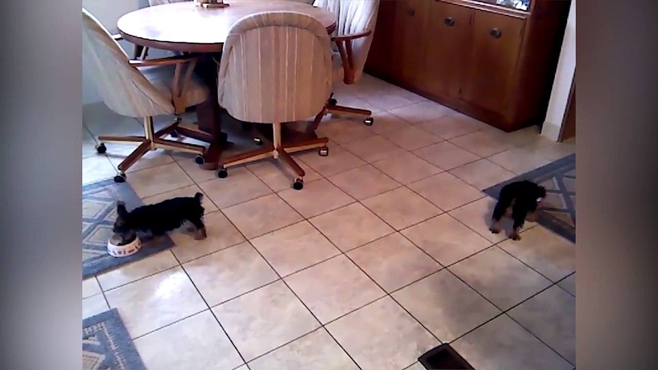 Puppies Share Their Dinner