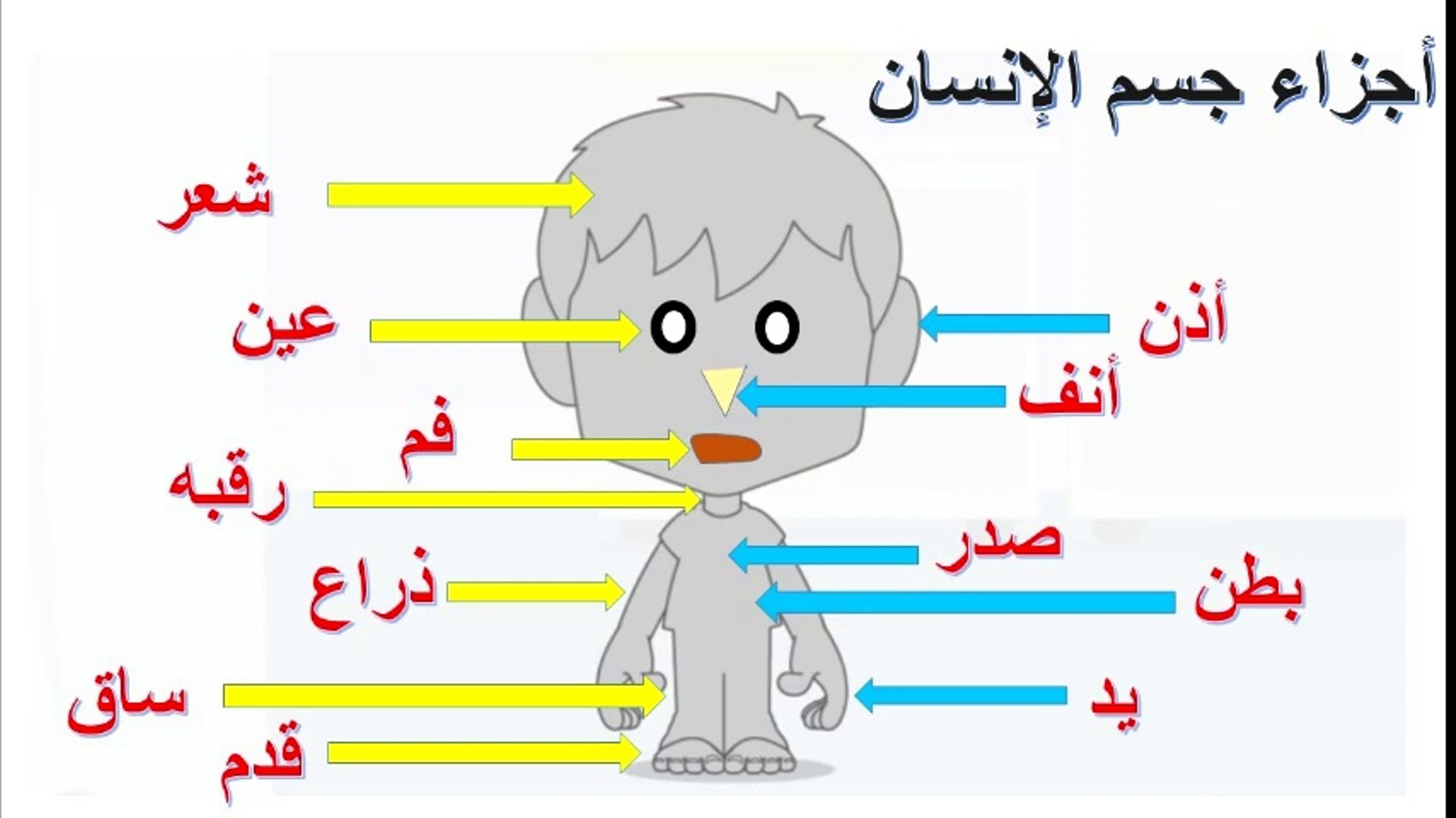 تعلم أجزاء جسم الإنسان للأطفال - Learn the parts of the human body for children - video Dailymotion